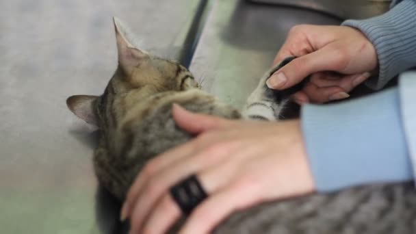 Propriétaire Caressant Son Chat Couché Chez Les Vétérinaires — Video