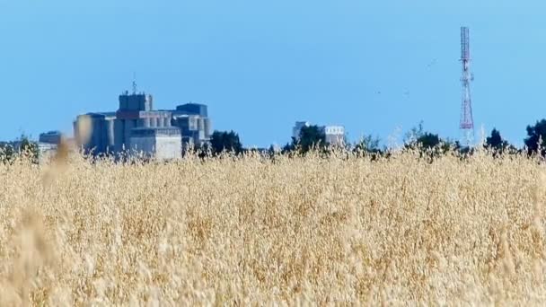 金色の野の穀物の背後にある工業地帯 — ストック動画
