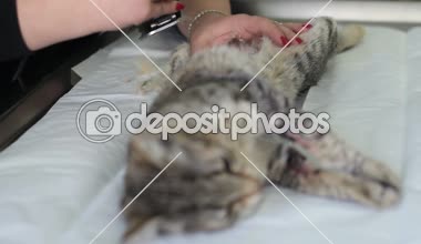 Kadınların elleri kedi mide tıraş