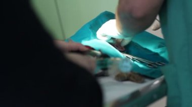 kedi onunla bir veteriner çalışır iken tablo anestezi altında 