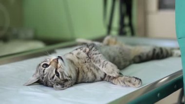 kedi ile doktorlar onun etrafında bir işletim masa üzerinde