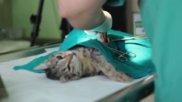 Кошка Операционном Столе Ветеринарной Клинике — стоковое видео