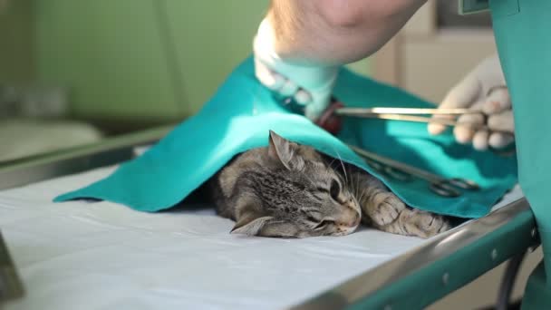 Gato Una Mesa Operaciones Una Clínica Veterinaria — Vídeo de stock