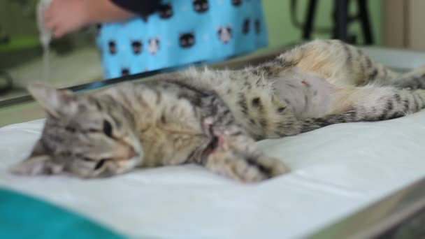 Gato Uma Mesa Cirurgia Com Médicos Torno Dela — Vídeo de Stock