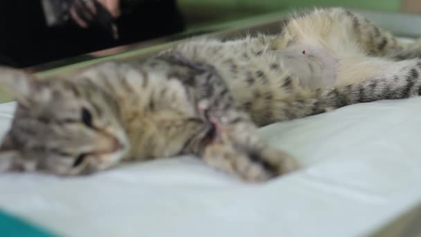 Kedi Ile Doktorlar Onun Etrafında Bir Işletim Masa Üzerinde — Stok video