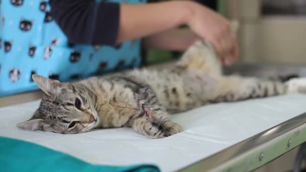 Kedi Ile Doktorlar Onun Etrafında Bir Işletim Masa Üzerinde — Stok video