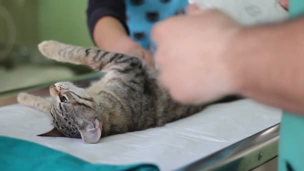 Γάτα Ένα Χειρουργικό Τραπέζι Γιατρούς Γύρω Της — Αρχείο Βίντεο