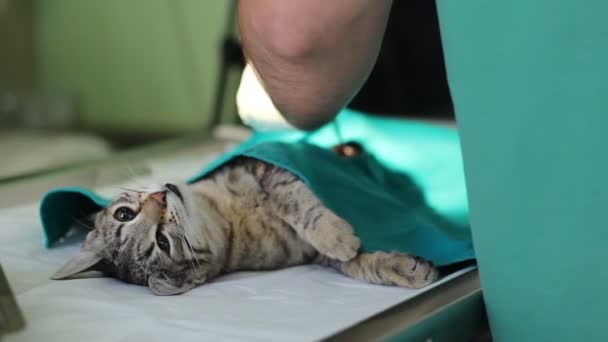Γάτα Αναισθησία Στο Τραπέζι Ενώ Λειτουργεί Και Ένα Κτηνίατρο Της — Αρχείο Βίντεο