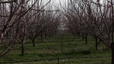  3 in 1 meyve bahçesi baharda çiçek açan