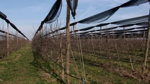 Junger Obstgarten Mit Hagel System — Stockvideo