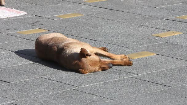 市内の通りのホームレス犬嘘 — ストック動画