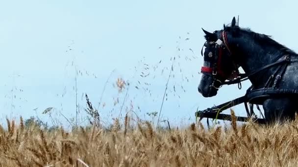 Vintage carriage with two horses passes thru grain field,city of Zrenjanin,Serbia,10th of July,2017. — Stock Footage Vintage Carriage Two Horses Passes Thru Grain Field City Zrenjanin Royalty Free Stock Footage