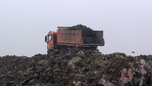 Large Truck Dumps Waste Landfill — Stock Video