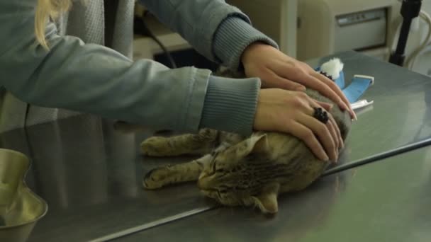 Pemilik Membelai Kucing Tergeletak Nya Dokter Hewan — Stok Video