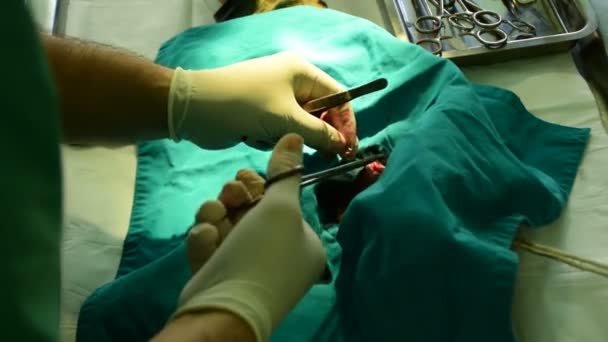 Kedi Onunla Bir Veteriner Çalışır Iken Tablo Anestezi Altında — Stok video