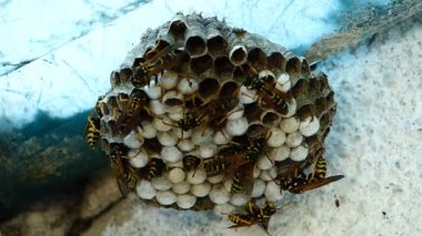 Siyah ve sarı Hornets bina kovan yuva - kayıt hızlandırılmış