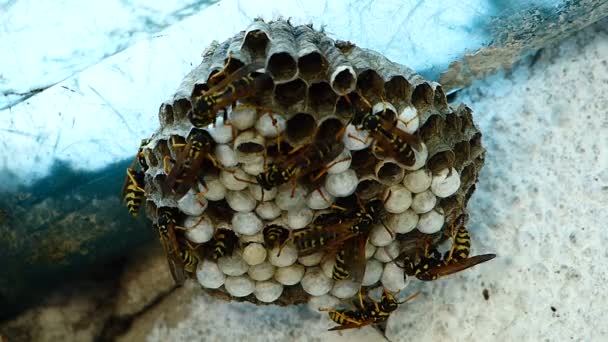 Black Yellow Hornets Building Hive Nest Accelerated Recording — Stock Video