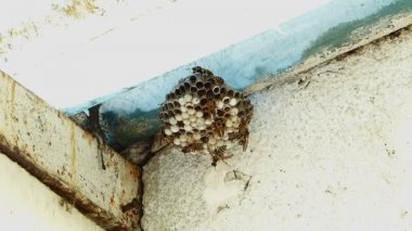 Siyah ve sarı Hornets bina kovan yuva - kayıt hızlandırılmış