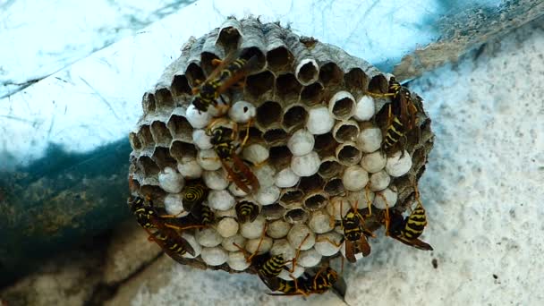 Schwarze Und Gelbe Hornissen Bauen Bienennest — Stockvideo