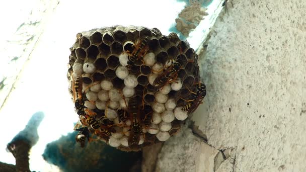 Black Yellow Hornets Building Hive Nest — стоковое видео