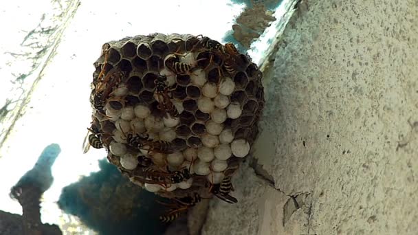 黑色和黄色黄蜂建造蜂巢巢 慢动作 — 图库视频影像