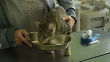 Anestezi gelen mide bulantısı ile kedi