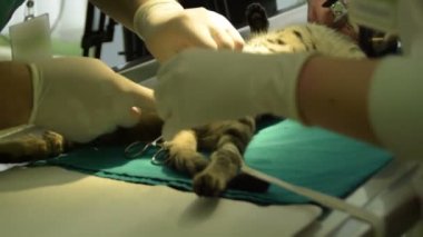 --dan belgili tanımlık erkek kedi testis cerrahi olarak çıkarılması