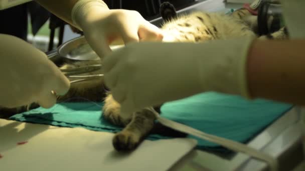 Extracción Quirúrgica Del Testículo Del Gato Macho — Vídeo de stock