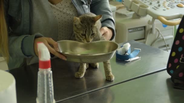 Anestezi Gelen Mide Bulantısı Ile Kedi — Stok video