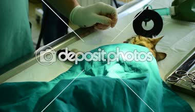 kedi onunla bir veteriner çalışır iken tablo anestezi altında 