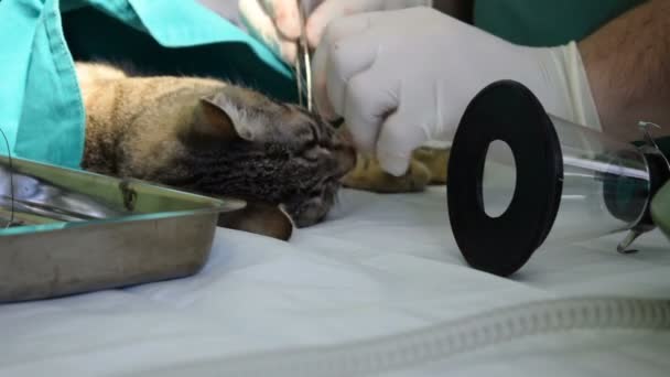 Gato Sob Anestesia Mesa Enquanto Veterinário Opera — Vídeo de Stock