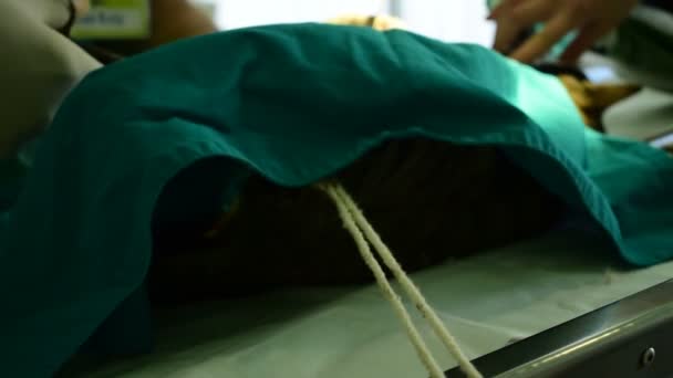 Кошка Наркозом Столе Пока Ветеринар Оперирует — стоковое видео