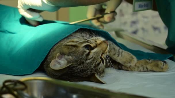 Katt Narkos Bordet Medan Veterinär Driver Henne — Stockvideo