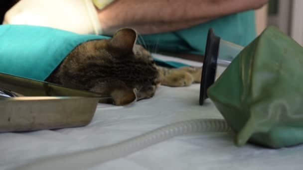 Gato Bajo Anestesia Mesa Mientras Veterinario Opera — Vídeos de Stock