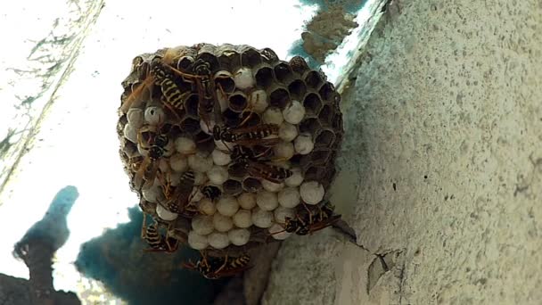 Black Yellow Hornets Building Hive Nest Slow Motion — Stock Video