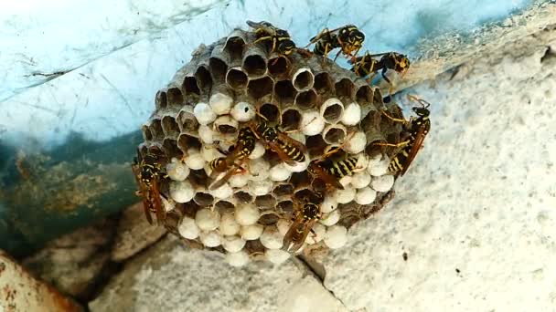 Schwarz Gelbe Hornissen Bauen Bienennest Beschleunigte Aufnahme — Stockvideo