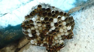 Siyah ve sarı Hornets bina yuva kovan 