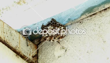 Siyah ve sarı Hornets bina kovan yuva - ağır çekim