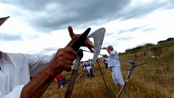 2017 ズレニャニン ヴォイヴォディナ セルビア 刈る前に穀物のフィールドでシャープの鎌を男します — ストック動画