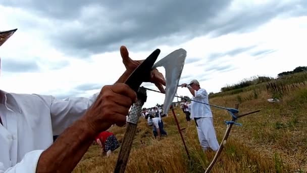 Hombre Afilando Guadaña Campo Grano Antes Cortar Julio 2017 Zrenjanin — Vídeo de stock