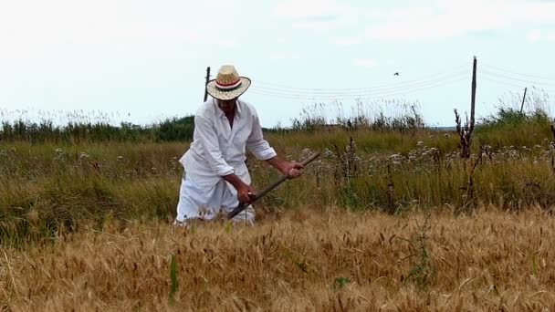 人在田野上手工收获粮食 慢动作 — 图库视频影像