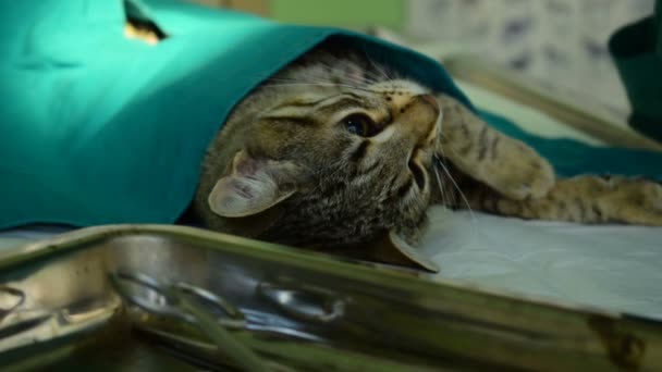 Gatto Sotto Anestesia Sul Tavolo Mentre Veterinario Opera — Video Stock