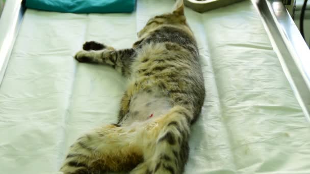 Samice Kočka Ležící Veterinární Stůl Vyholenou Žaludku Před Operací — Stock video