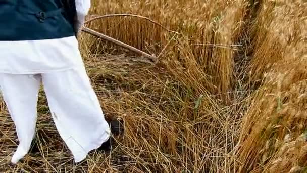 Coleta Grãos Colhidos Manualmente Campo Câmera Lenta — Vídeo de Stock