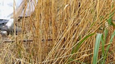 El ile elde tanesi sahada - yavaş toplama