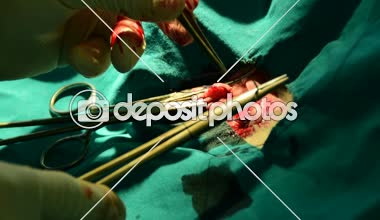 Omurgalılar kedi sterilize