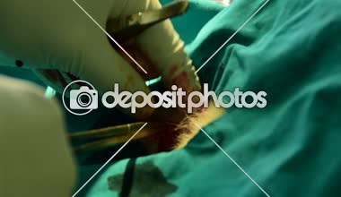 Omurgalılar kedi sterilize