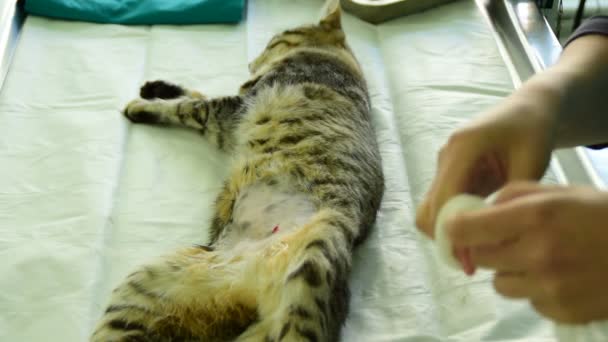 Vorbereitung Auf Die Sterilisation Einer Weiblichen Katze — Stockvideo