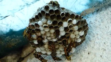 Siyah ve sarı Hornets bina kovan yuva - kayıt hızlandırılmış