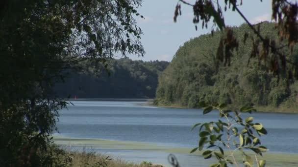 Arbre 2 en 1 près de la rivière et forêt de l'autre côté 